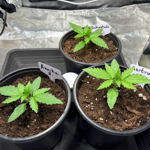 Gertrud growlog photo: 14:30 Uhr 
Was für eine Entwicklung meiner Ladys. Ich bin begeistert! 