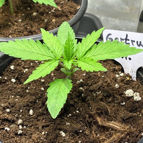 Gertrud growlog timeline photo