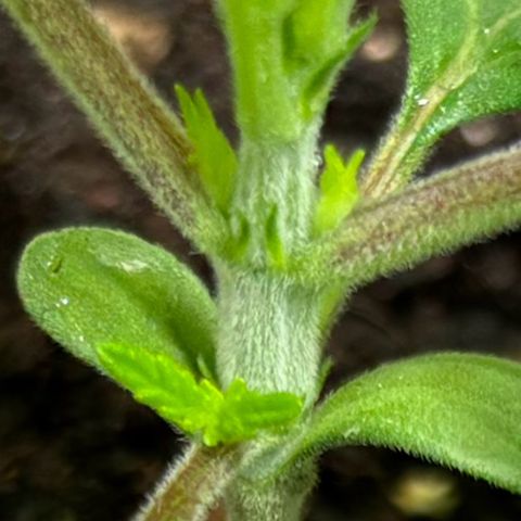 Gertrud growlog photo: 23:15 Uhr 
Die GCx-4 hält, was sie verspricht! Der Abstand zwischen den Abzweigungen ist sehr kurz, wodurch die Ladys sehr kompakt wachsen. 
Das ist Absicht von Greenception, da der Platz nach oben in einer Growbox recht beschränkt ist. 
Möchte ich mehr Wachstum nach oben, kann ich auch das mit der GCx-4 regeln. Greenception kennt sich halt mit Licht aus! 
#notsponsored