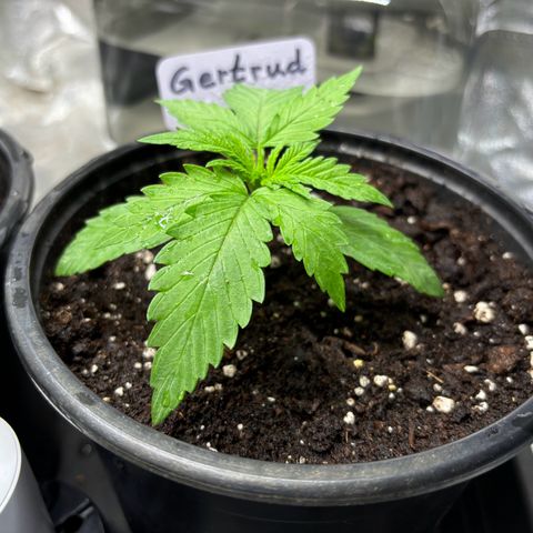 Gertrud growlog timeline photo