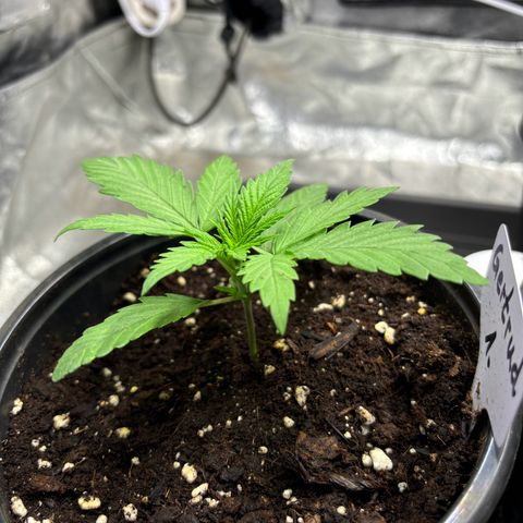 Gertrud growlog timeline photo