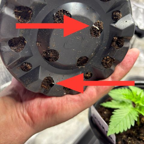 Gertrud growlog photo: 22:30 Uhr
Gerade einmal 3 Tage nach dem Umzug haben alle Ladys ihre Wurzeln bereits komplett durch den neuen Topf geschoben. Respekt! 