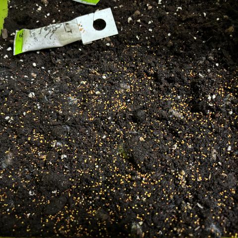 Gertrud growlog photo: 22:30 Uhr
Auch mein vor-sich-hin-fermentierendes Living Soil hat ein wenig Klee abbekommen. Ich bin gespannt ob und wie der Klee mit dem "Substrat" zurecht kommt. 
Habe den Rest Living Soil auch gerade mit Rindenmulch abgedeckt. Foto folgt…