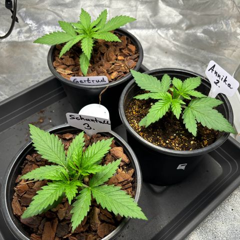 Gertrud growlog photo: 13:00 Uhr 
Die ersten Blätter mit 5 Fingern sind nun da. Wachstumsphase kann los gehen 🥳