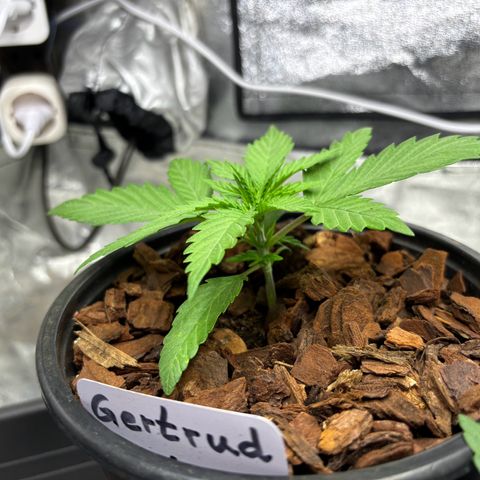 Gertrud growlog timeline photo