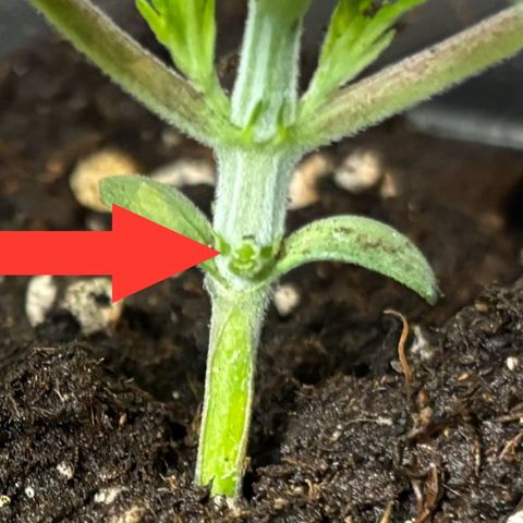 Gertrud growlog photo: 0:15 Uhr 
Heute haben die Ladys ihre erste Bekanntschaft mit meiner Schere gemacht. Das erste Blattpaar hat kaum noch Sonne bekommen und der Pflanze nur unnötig Energie entzogen. Da wird nicht lange diskutiert: schnipp-schnapp - Blätter ab!  
Sorry Ladys! 🤘🏻