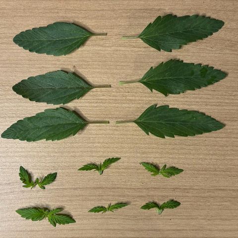 Gertrud growlog photo: 0:15 Uhr 
Heute haben die Ladys ihre erste Bekanntschaft mit meiner Schere gemacht. Das erste Blattpaar hat kaum noch Sonne bekommen und der Pflanze nur unnötig Energie entzogen. Da wird nicht lange diskutiert: schnipp-schnapp - Blätter ab!  
Sorry Ladys! 🤘🏻