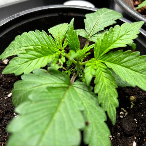 Gertrud growlog photo: 0:15 Uhr 
Heute haben die Ladys ihre erste Bekanntschaft mit meiner Schere gemacht. Das erste Blattpaar hat kaum noch Sonne bekommen und der Pflanze nur unnötig Energie entzogen. Da wird nicht lange diskutiert: schnipp-schnapp - Blätter ab!  
Sorry Ladys! 🤘🏻