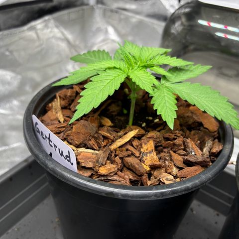 Gertrud growlog timeline photo