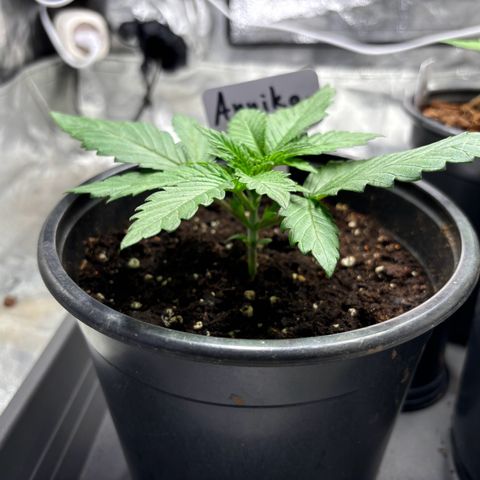 Gertrud growlog photo: 11:30 Uhr 
Das entfernen der Blätter scheinen die Ladys gut überstanden zu haben. Sie freuen sich des Lebens ❤️