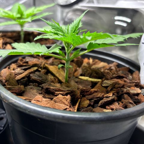Gertrud growlog photo: 11:30 Uhr 
Das entfernen der Blätter scheinen die Ladys gut überstanden zu haben. Sie freuen sich des Lebens ❤️