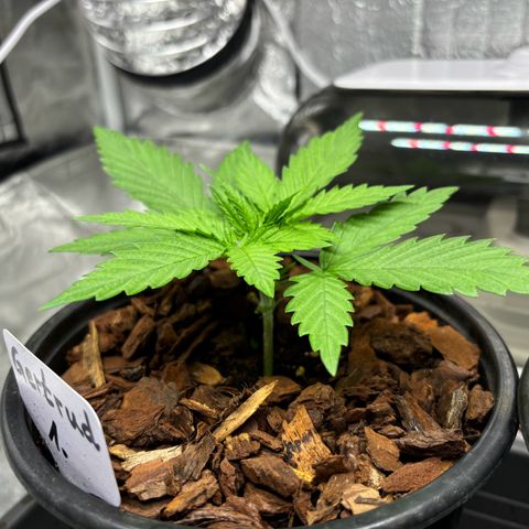 Gertrud growlog timeline photo