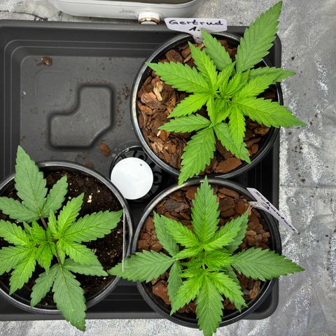 Gertrud growlog photo: 21:30 Uhr 