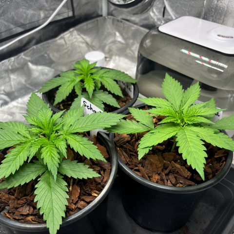 Gertrud growlog photo: 21:15 Uhr 
