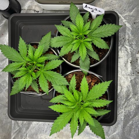 Gertrud growlog photo: 12:30 Uhr 
