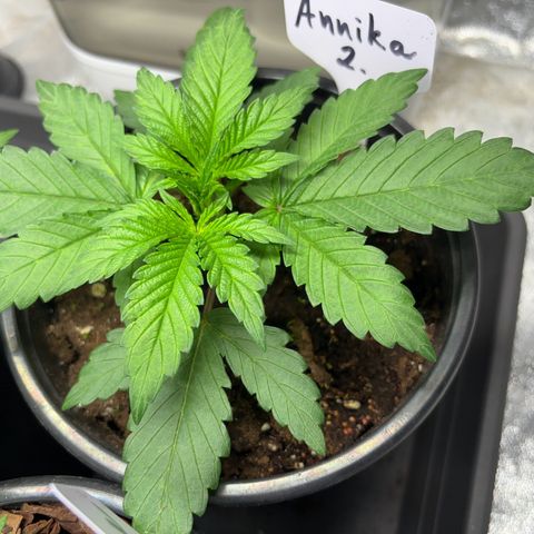Gertrud growlog photo: 12:30 Uhr 
