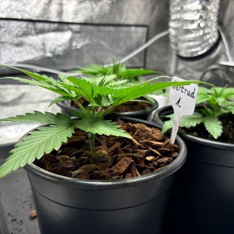 Gertrud growlog photo: 12:30 Uhr 
