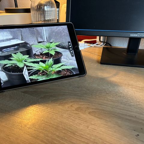 Gertrud growlog photo: 14:00 Uhr 
Dank Livestream sind die Ladys immer bei mir 😄