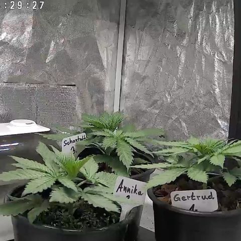 Gertrud growlog photo: 08:30 Uhr 
Das Bild spricht für sich. 😊