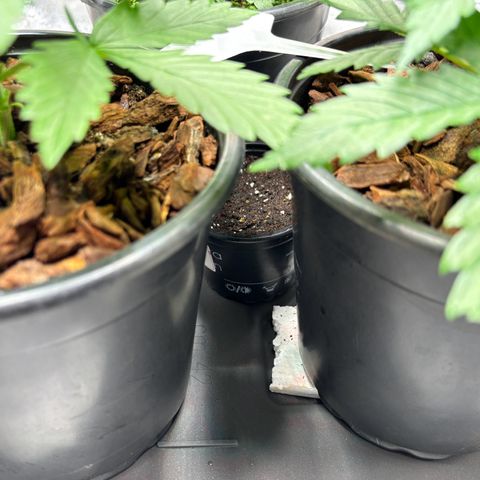 Gertrud growlog photo: 01:15 Uhr 
Einzug ins neue Übergangsheim. Da Mrs. 47 eine Auto flower ist, wird sie, sobald die Nächte etwas wärmer werden, in einem großen Topf auf dem Balkon stehen. 
Derzeit wartet Lady Nummer 4 aber noch auf ihren großen Auftritt. 