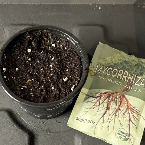 Gertrud growlog photo: 01:15 Uhr 
Natürlich habe ich für einen guten Start der Lady dem Substrat auch eine Portion Mykorrhizasporen beigemischt. Gute Freunde gehören nunmal zusammen. 