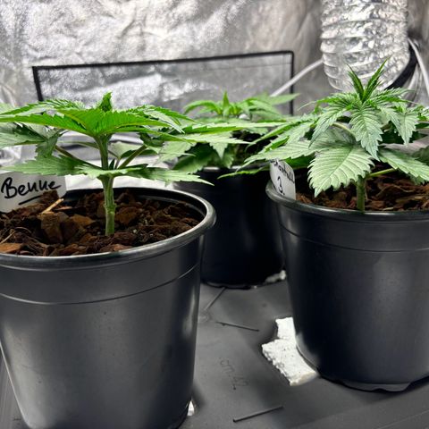 Gertrud growlog photo: 12:00 Uhr 
Wahnsinn, wie schnell die Ladys zulegen. Sie scheinen sich doch recht wohl zu fühlen. 😊