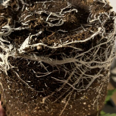 Gertrud growlog photo: 22:00 Uhr 
Ja leck mich fett, wenn das mal krass aussieht. 
Neue Stofftöpfe bereits mit Living Soil vorbereitet. 