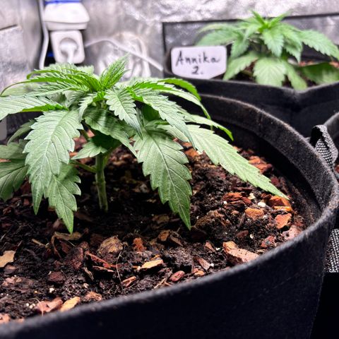 Gertrud growlog photo: 0:00 Uhr 
Da ging das Umtopfen doch schneller als gedacht 😄 
Jetzt wird sich zeigen, ob die Ladys auf meine Living Soil Mischung stehen. Ich hoffe das Beste und rechne mit dem Schlimmsten 😄