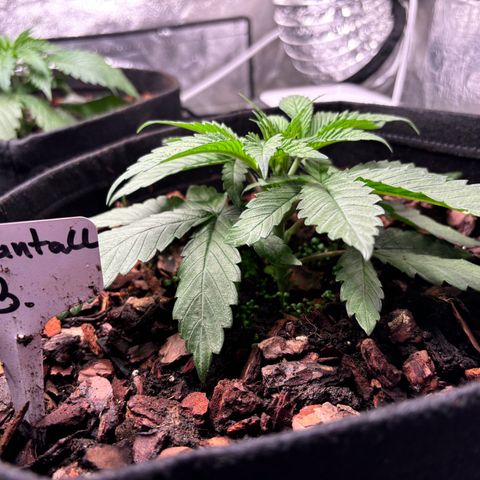 Gertrud growlog photo: 0:00 Uhr 
Da ging das Umtopfen doch schneller als gedacht 😄 
Jetzt wird sich zeigen, ob die Ladys auf meine Living Soil Mischung stehen. Ich hoffe das Beste und rechne mit dem Schlimmsten 😄