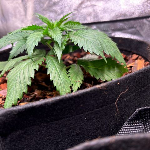 Gertrud growlog photo: 0:00 Uhr 
Da ging das Umtopfen doch schneller als gedacht 😄 
Jetzt wird sich zeigen, ob die Ladys auf meine Living Soil Mischung stehen. Ich hoffe das Beste und rechne mit dem Schlimmsten 😄