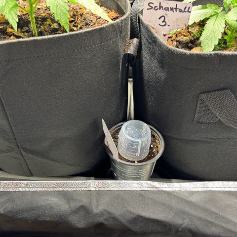 Gertrud growlog photo: 0:00 Uhr
Unsere Anna Lässt noch auf sich warten - darf sie auch. 