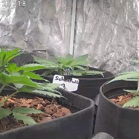 Gertrud growlog photo: 10:25 Uhr 
Die Ladys stehen jetzt seit gut 36 Stunden im Living Soil Substrat. Es scheint ihnen zu gefallen 😊