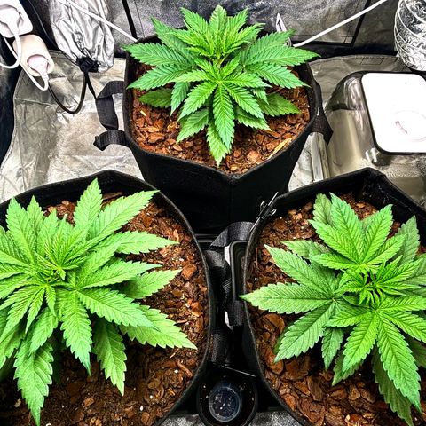 Gertrud growlog photo: 21:30 Uhr 
Scheinbar hat es die GCx-4 zu gut gemeint mit den Ladys. 
Habe erstmal die Leistung der Lampe um gut 70% reduziert und den Abstand zu den Pflanzen noch ein Stück vergrößert. Ziel ist es, dass gerade genug Licht für die Photosynthese vorhanden ist, die Pflanze sich aber dennoch strecken muss, um so noch etwas mehr Licht zu bekommen. 💡
