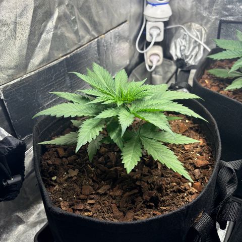 Gertrud growlog photo: 21:30 Uhr 
Scheinbar hat es die GCx-4 zu gut gemeint mit den Ladys. 
Habe erstmal die Leistung der Lampe um gut 70% reduziert und den Abstand zu den Pflanzen noch ein Stück vergrößert. Ziel ist es, dass gerade genug Licht für die Photosynthese vorhanden ist, die Pflanze sich aber dennoch strecken muss, um so noch etwas mehr Licht zu bekommen. 💡