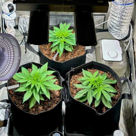 Gertrud growlog photo: 21:30 Uhr 
Scheinbar hat es die GCx-4 zu gut gemeint mit den Ladys. Zu viel Licht hemmt das Wachstum und führt zur Stauchung der Pflanze. 
Habe erstmal die Leistung der Lampe um gut 70% reduziert und den Abstand zu den Pflanzen noch ein Stück vergrößert. 
Ziel ist es, dass gerade genug Licht für die Photosynthese vorhanden ist, die Pflanze sich aber dennoch strecken will, um so noch etwas mehr Licht zu bekommen. 💡
