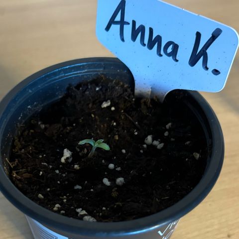 Gertrud growlog photo: 07:30 Uhr 
Unsere kleine Anna Kurnikova hat soeben sein Köpfchen herausgesteckt - süß! 😊
 