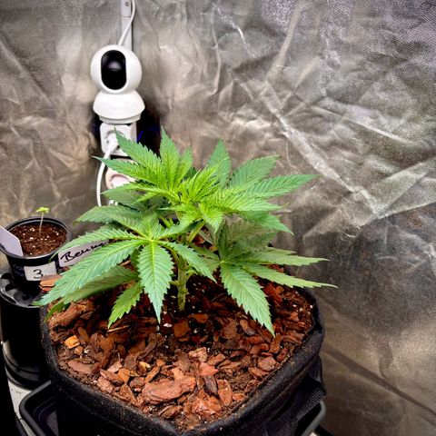 Gertrud growlog photo: 21:30 Uhr 
