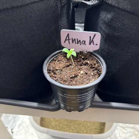 Gertrud growlog timeline photo