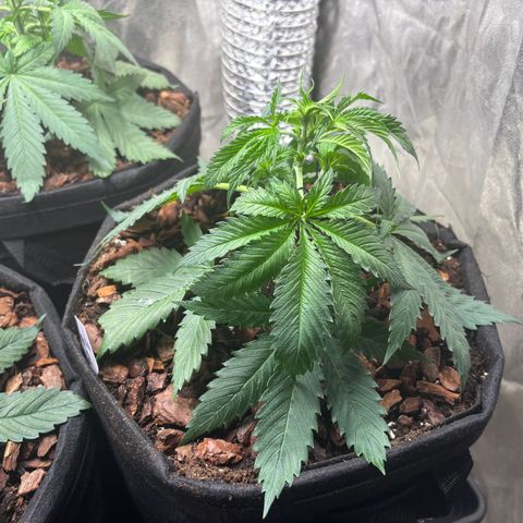 Gertrud growlog photo: 22:00 Uhr 
Die fetten Jahre sind vorbei. Jetzt ist Schluss mit lustig. Es werden andere Saiten aufgezogen. Sorry Ladys, ab jetzt werde ich gemein. Ein wenig…