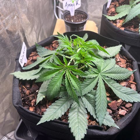 Gertrud growlog photo: 22:00 Uhr 
Die fetten Jahre sind vorbei. Jetzt ist Schluss mit lustig. Es werden andere Saiten aufgezogen. Sorry Ladys, ab jetzt werde ich gemein. Ein wenig…