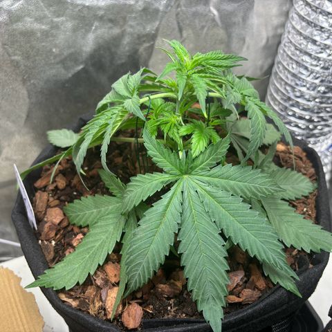 Gertrud growlog photo: 22:00 Uhr 
Die fetten Jahre sind vorbei. Jetzt ist Schluss mit lustig. Es werden andere Saiten aufgezogen. Sorry Ladys, ab jetzt werde ich gemein. Ein wenig…