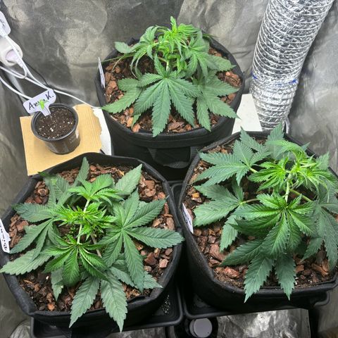 Gertrud growlog photo: 22:00 Uhr 
Die fetten Jahre sind vorbei. Jetzt ist Schluss mit lustig. Es werden andere Saiten aufgezogen. Sorry Ladys, ab jetzt werde ich gemein. Ein wenig…