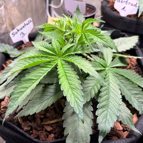 Gertrud growlog photo: 21:20 Uhr 