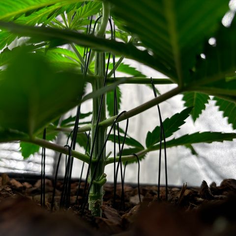 Gertrud growlog photo: 21:20 Uhr 