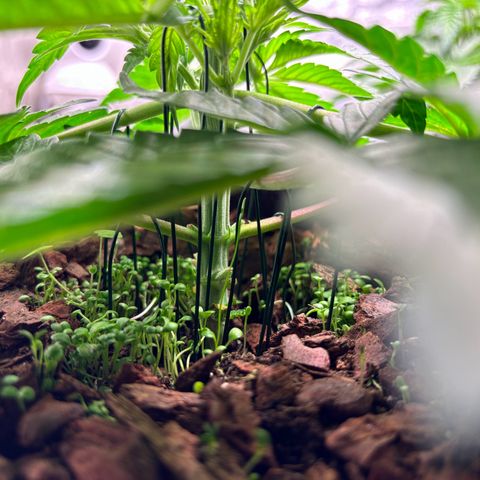 Gertrud growlog photo: 21:20 Uhr 