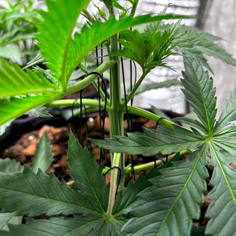 Gertrud growlog photo: 21:20 Uhr 