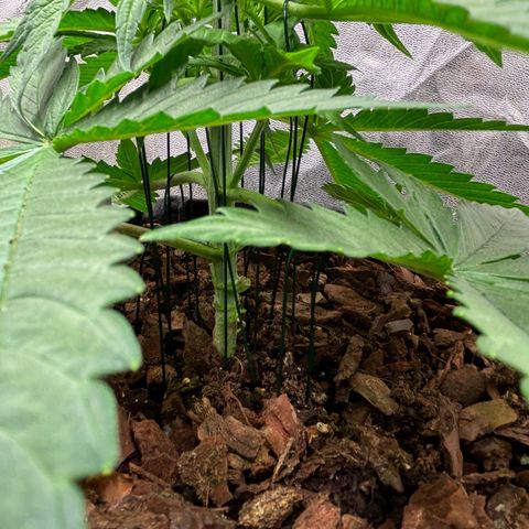 Gertrud growlog photo: 21:20 Uhr 
