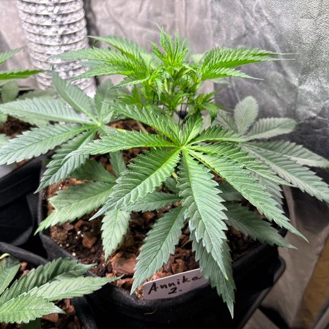 Gertrud growlog photo: 21:30 Uhr 