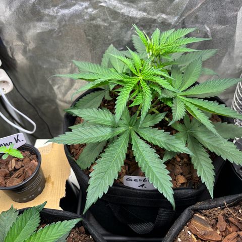 Gertrud growlog photo: 21:30 Uhr 