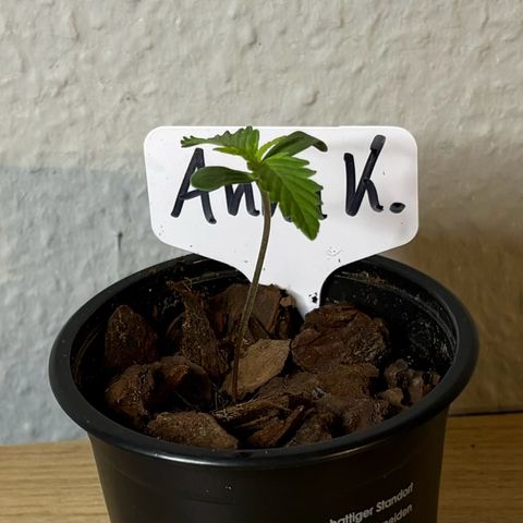 Gertrud growlog photo: 21:30 Uhr 